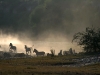 Zebras waiting for the waters