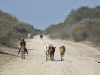 Road along the Boteti