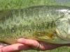 Largemouth Bass