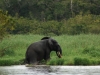 Akaka Bush Camp - elephant