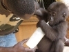 Bottle feeding a gorilla