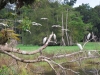 Akaka Bush Camp - birds