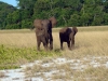 Tassi Savannah Camp - elephants