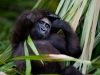 Loango National Park - gorilla