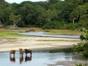 Tassi Savannah Camp - Red Forest Buffalo