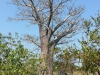 Greg's Baobab